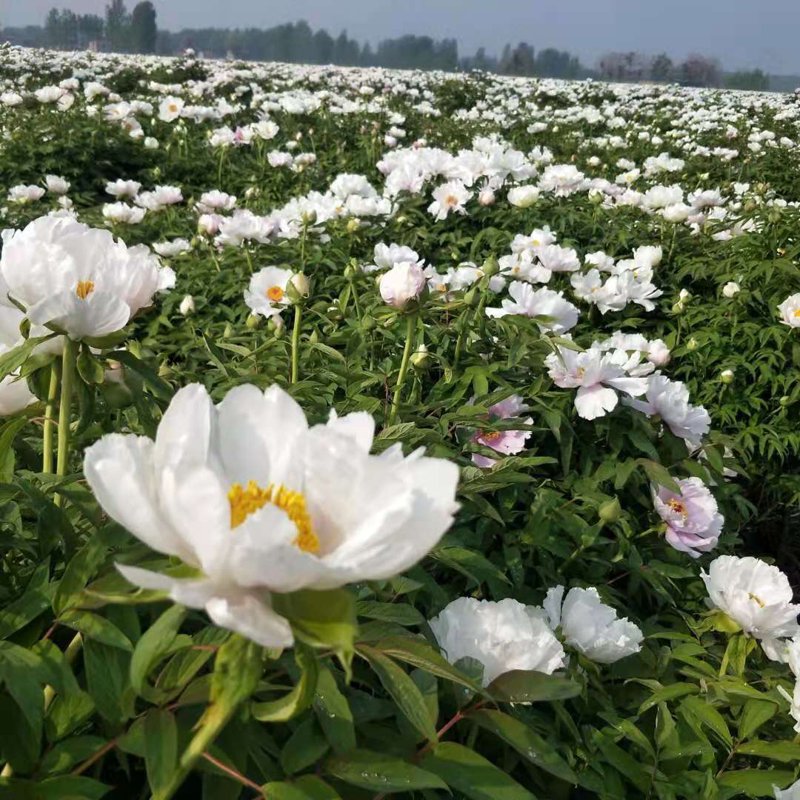 河北油牡丹产业:一场绿色能源与可持续发展的盛宴