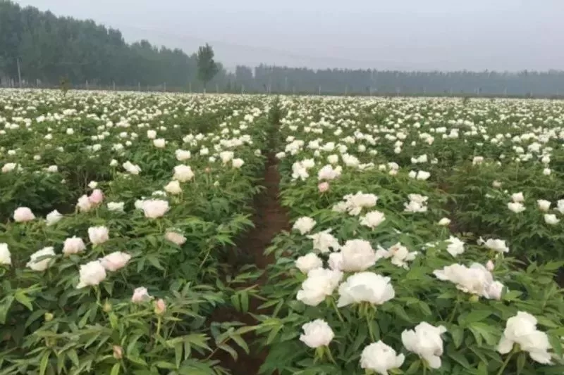 花卉种植业新动态：聚焦牡丹苗批发